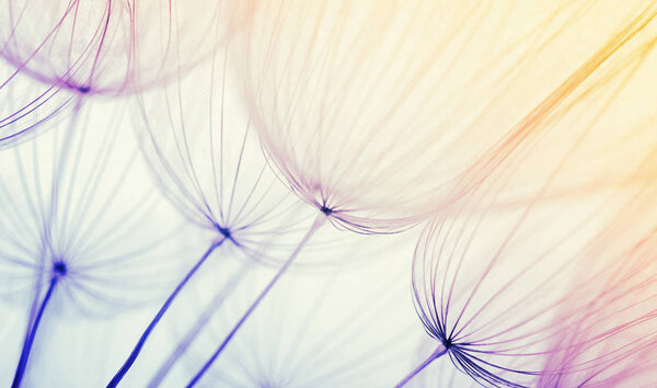  Цветочный фон одуванчика
