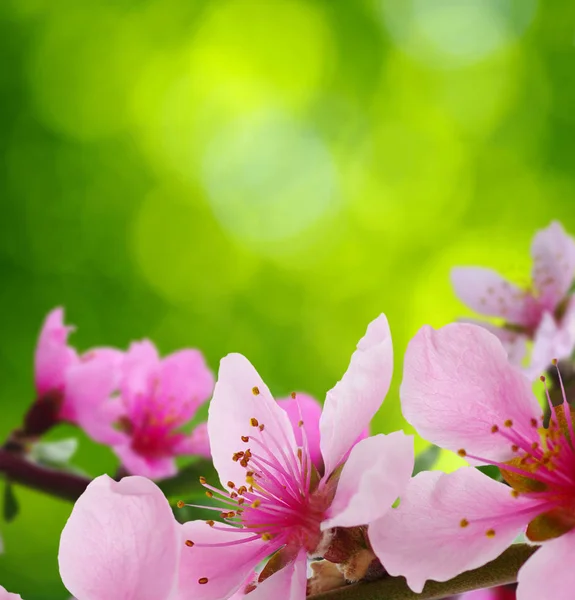 Bahar çiçeği yumuşak ile arka plan bulanıklık