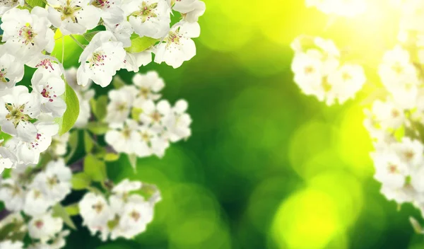 Весенний цветок на мягком размытом фоне — стоковое фото