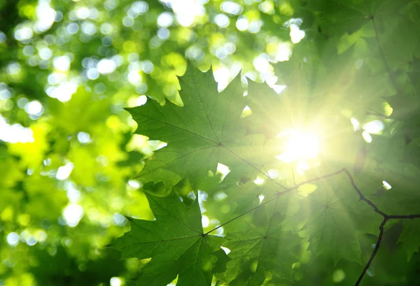 Folhas verdes e sol — Fotografia de Stock