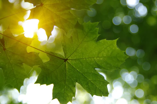 Gröna blad och sol — Stockfoto