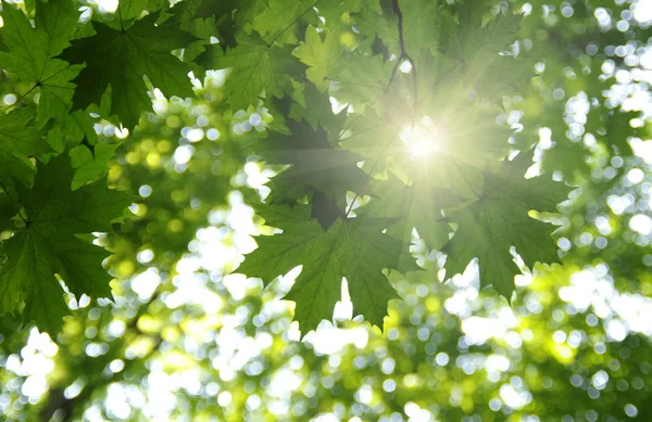 Groene bladeren en zon — Stockfoto