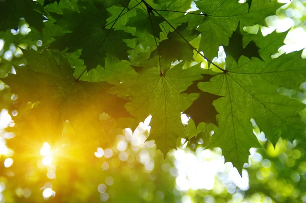 绿叶和阳光 — 图库照片