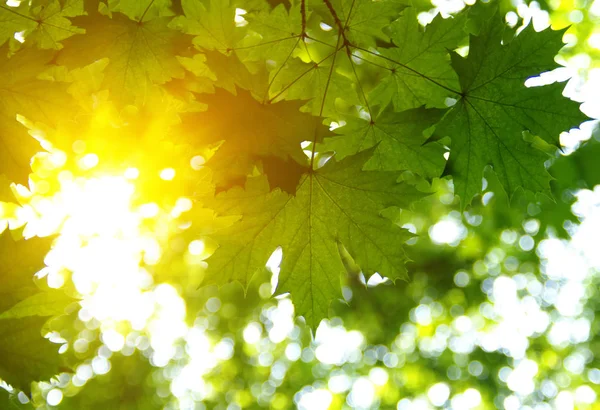 Grüne Blätter und Sonne — Stockfoto