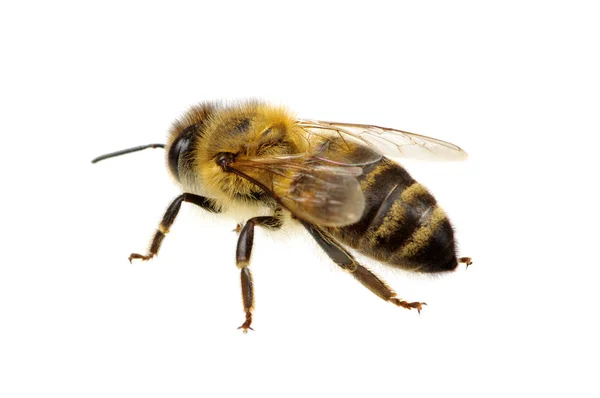 Bee on the white — Stock Photo, Image