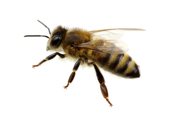 Bee on the white — Stock Photo, Image