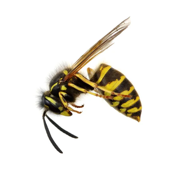 Wasp isolated on white — Stock Photo, Image