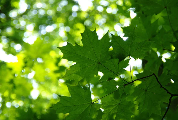 Πράσινα φύλλα στο πράσινο — Φωτογραφία Αρχείου