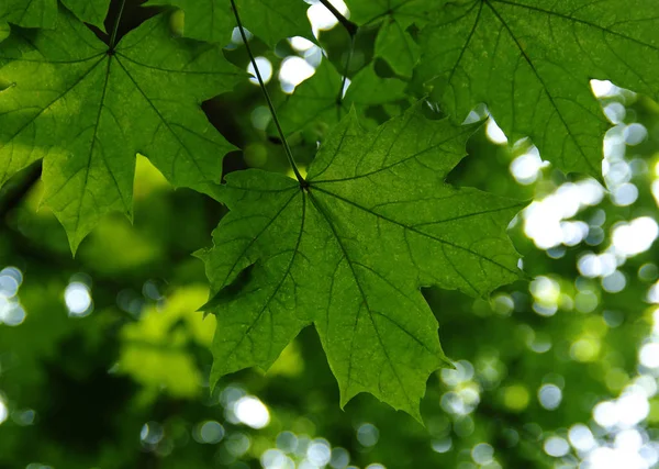 Foglie verdi sul verde — Foto Stock