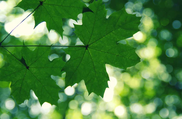 Feuilles vertes sur le vert — Photo