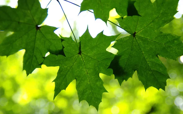 Зеленые листья на зеленом — стоковое фото