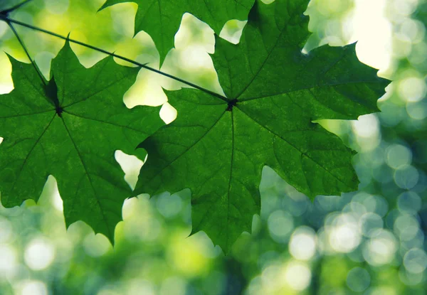 Foglie verdi sul verde — Foto Stock