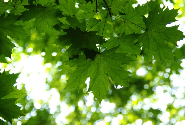 Πράσινα φύλλα στο πράσινο — Φωτογραφία Αρχείου