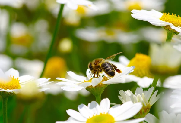 Abeille sur la fleur — Photo