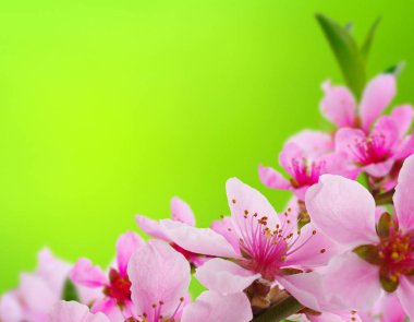 Bahar çiçeği yumuşak ile arka plan bulanıklık