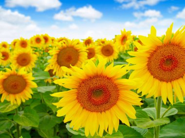 Ayçiçeği gökyüzü sahada 