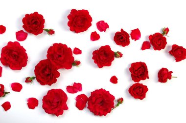 beyaz üzerine kırmızı gül