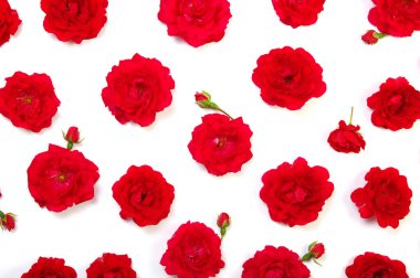 beyaz üzerine kırmızı gül