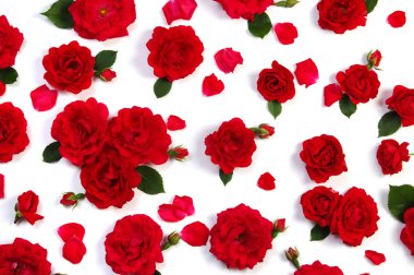 beyaz üzerine kırmızı gül