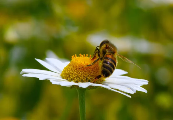 花の上で蜂 — ストック写真