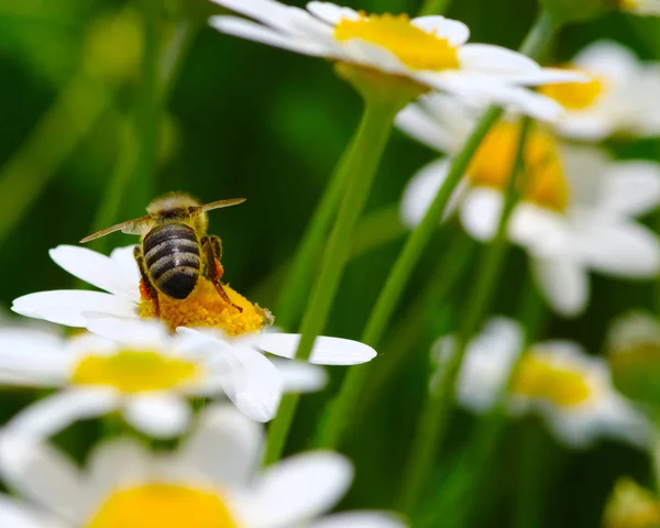 Biene und Blume — Stockfoto