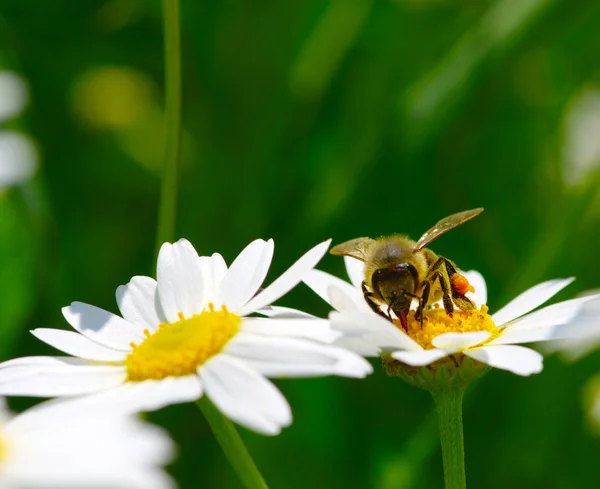 Biene und Blume — Stockfoto