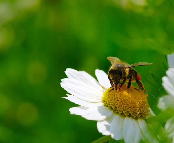 Biene und Blume — Stockfoto