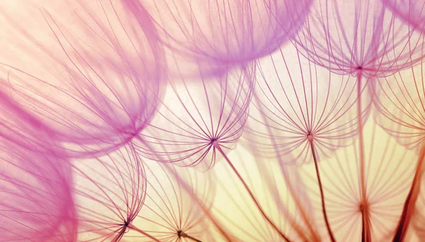 Dandelion flower background — Stock Photo, Image