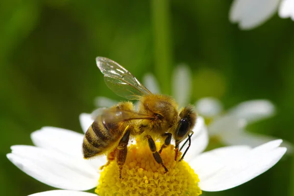 Abeille et fleur — Photo