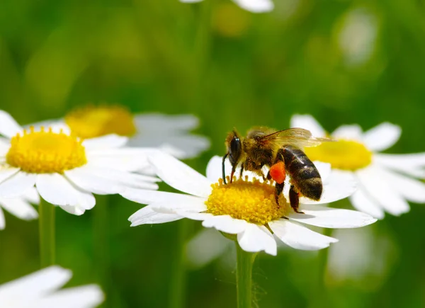 Abelha e flor — Fotografia de Stock