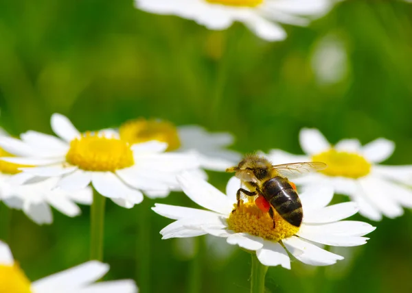 Abelha e flor — Fotografia de Stock