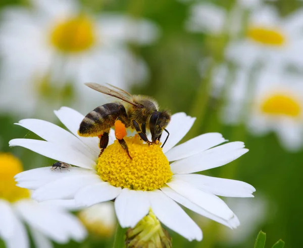 Biene mit vollem Pollenkorb — Stockfoto
