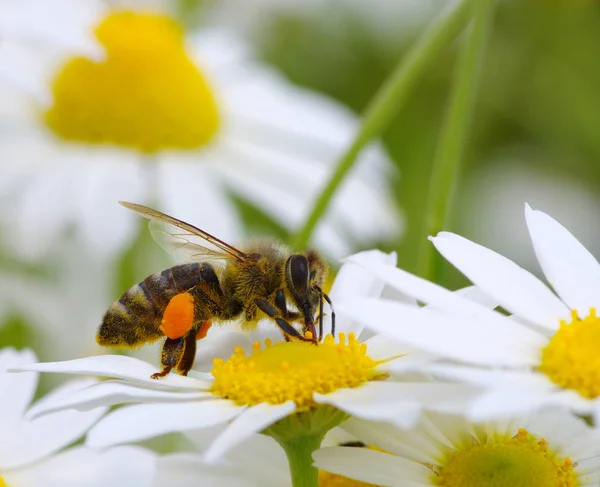 Bee s její pyl koš plný — Stock fotografie