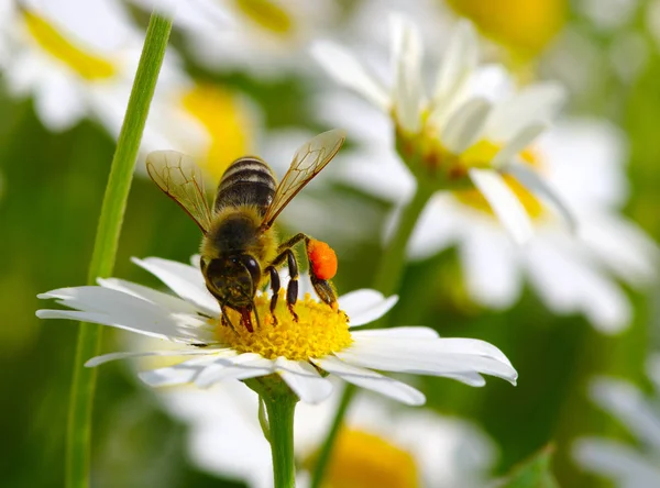 꽃에 꿀 꿀벌 작업자 — 스톡 사진