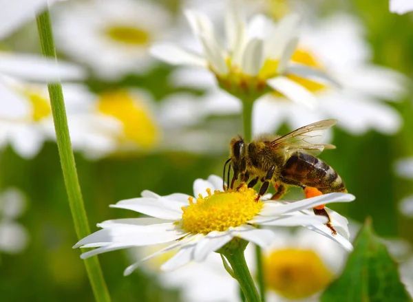 Honey bee worker on flower — Stock Photo, Image