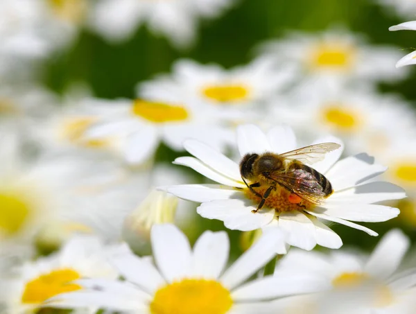 Miel abeja trabajador en flor — Foto de Stock