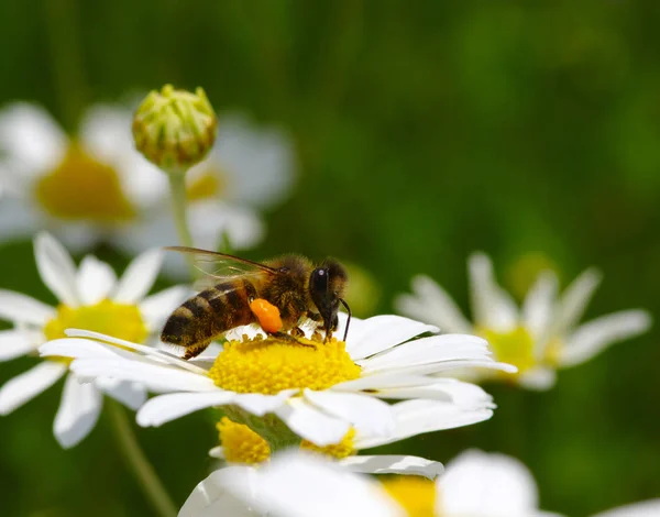Honigbienenarbeiterin auf Blüte — Stockfoto