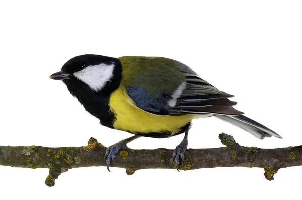 Great Tit en una rama — Foto de Stock