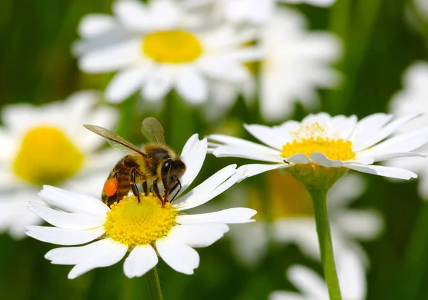 Пчела на маргаритке — стоковое фото