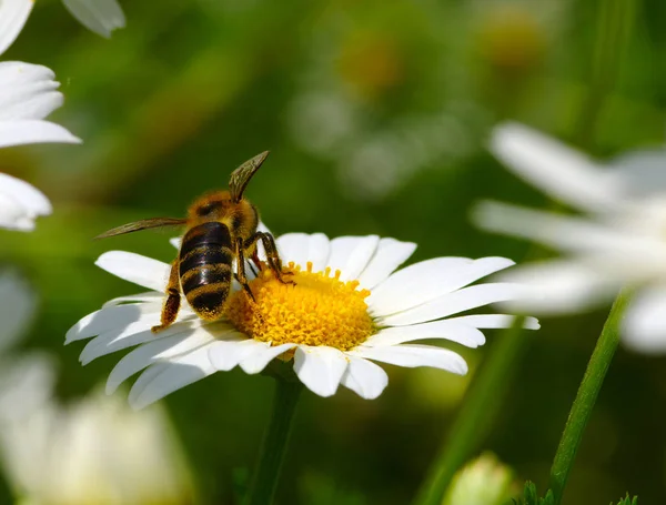 Včela na daisy — Stock fotografie