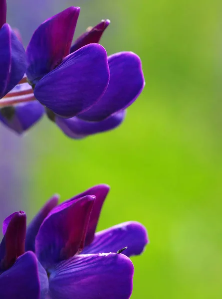 Flor en un verde — Foto de Stock