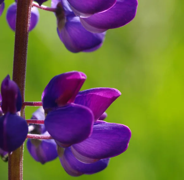 Fleur sur un vert — Photo