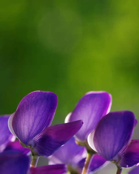 Flor sobre fondo verde — Foto de Stock