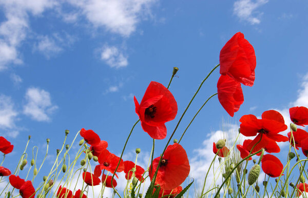Red poppies on field