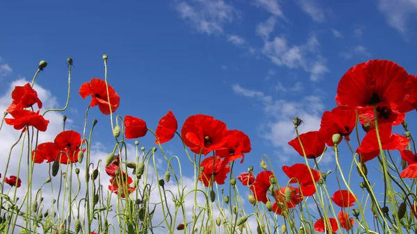 Red poppies on field — Stock Photo, Image