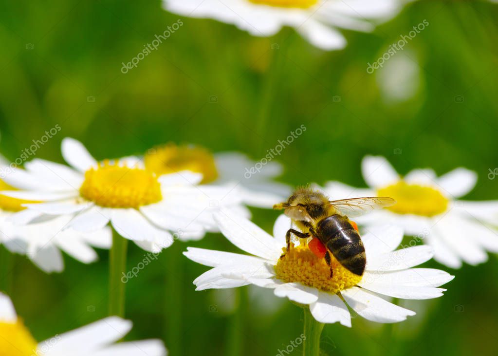 Bee and flower 