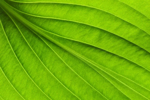 Green Leaves Background Leaf Texture — Stock Photo, Image