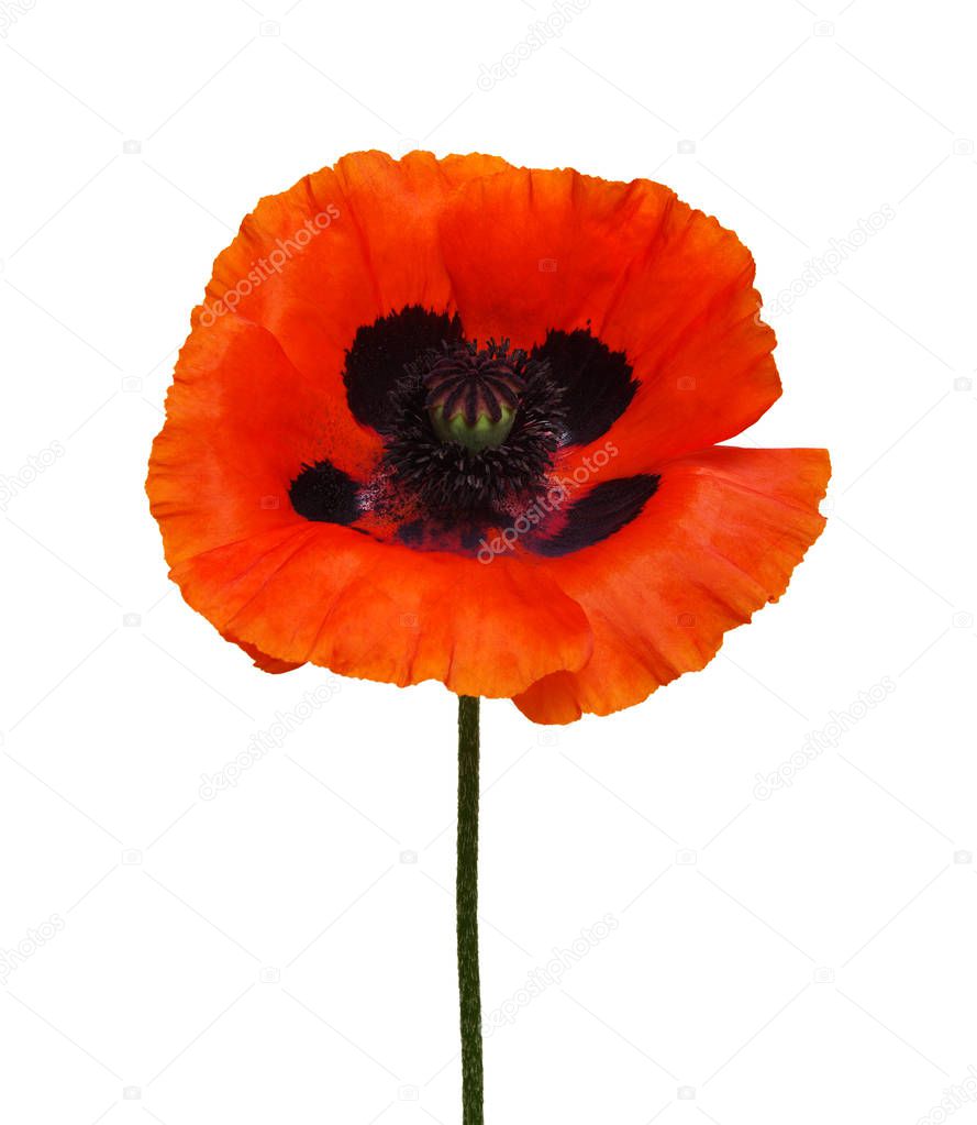 One red poppy isolated on white background