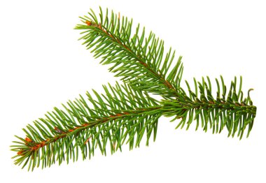 Beyaz üzerine izole köknar dalı 