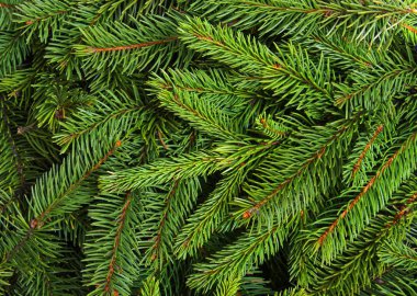 Çam dallarının arkaplanı.